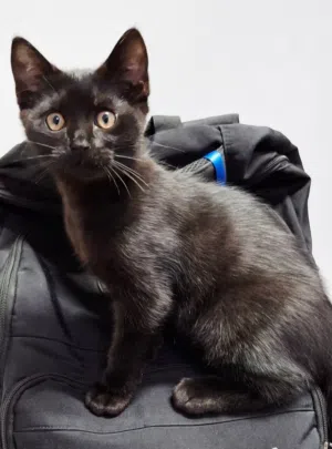 قطط جميلة للتبني Beautiful cats for adoption