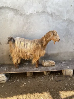 للبيع ماعز عمان