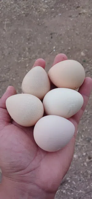 جاج فرعوني للبيع