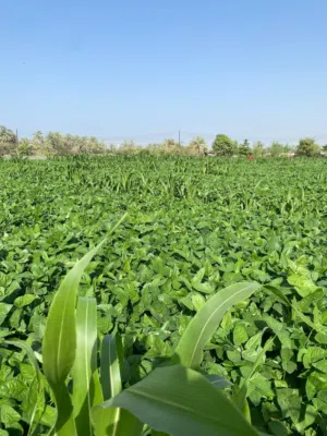 لوبيه وحريه وبنكام