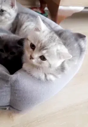 متجر Mimi kats للحيوانات الاليفه
