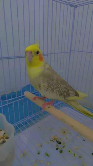 Birds4