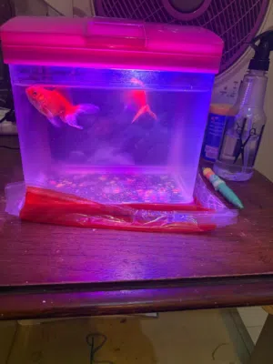 2 Fishes with Aquarium