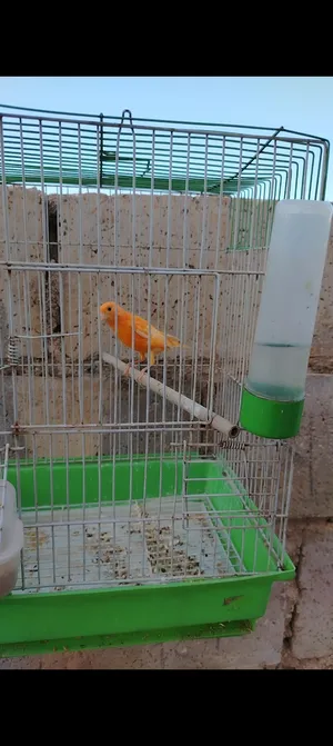 ‏طيور‏1