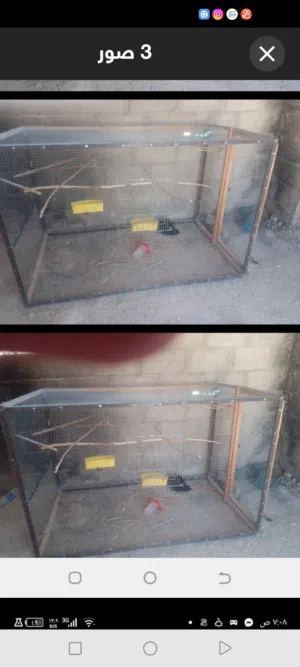 مطير عصافير حجم كبير