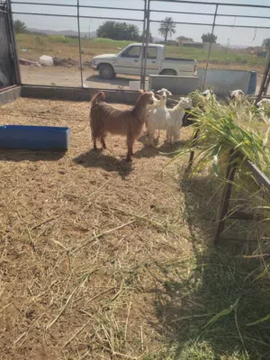 سخله من الغنم الجامودي