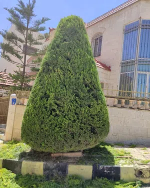 خدمة تنسيق حدائق   .احمد هاني