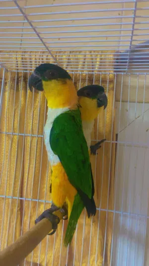 Caique adult pair
