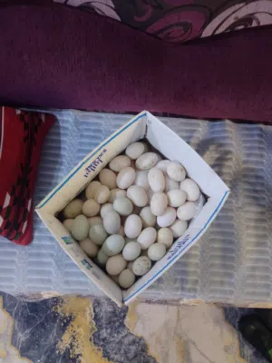 بيض بط مصري وخضيري العدد 90  البيض على خمسميه الوحده توصيل داخل ابو الخصيب والكروا على مشتري  توفير