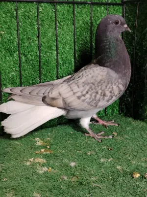 اجواز و فحول و طواير