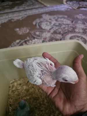 داره فرخ ابيض
