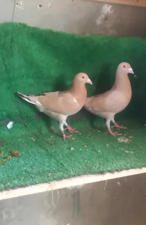 Pigeons0