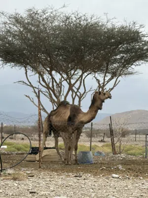 ناقه مدني للبيع