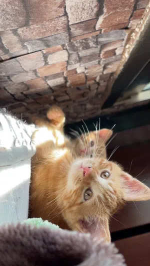 قطط للتبني العمر :3 شهور