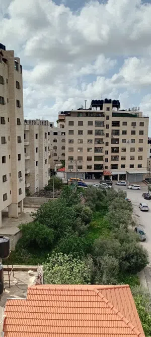 شقه عظم للبيع في منطقة رفيديا