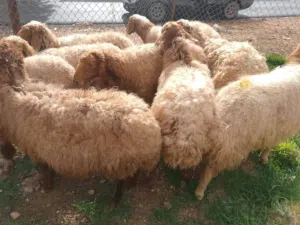 عروووض بمناسبة شهر رمضان المبارك حلال بلدي نخب اول عقائق ومجنوي ونذر ولحم ومن