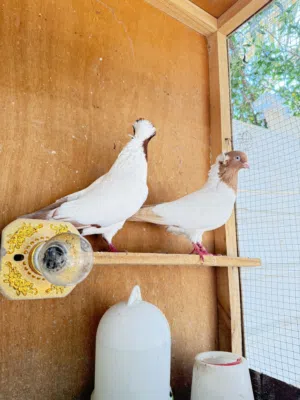 حمام راهب زوجين