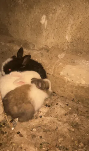 ارانب صغار فطم جديد العدد 7