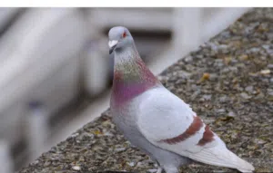 موجود 15 حبه حمام بلدي للبدل
