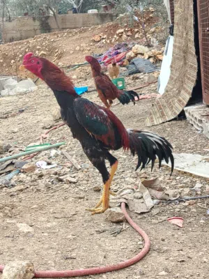 متاح بيض باكستاني خط اول