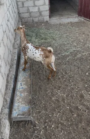 تيس متيل فاخر