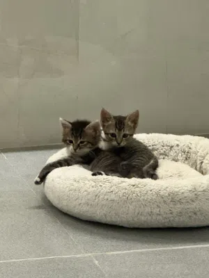 Two gorgeous kittens for adopt