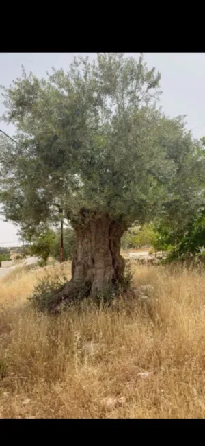 شجرة زيتون رومي معمر الآلاف السنين