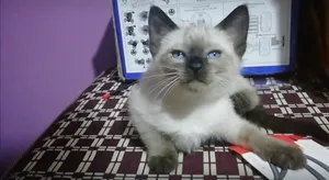 Siamese0