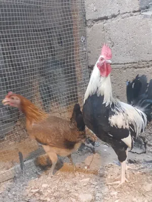 زوج دجاج كويتي