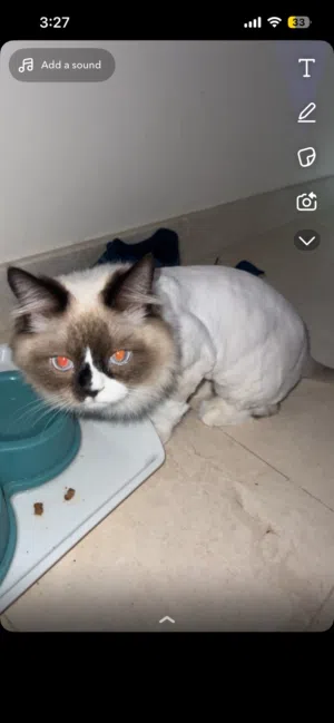 قطة للبيع مأخذ ثلاث مطاعيم جميلة عمرها 7 شهور مع جميع أغراضها وكل شي موجود