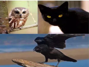 ÀhmedHasan 