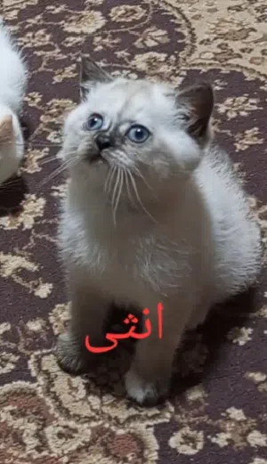 مكس سكوتش وبريتش للبيع
