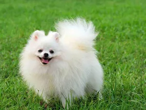Pomeranian1