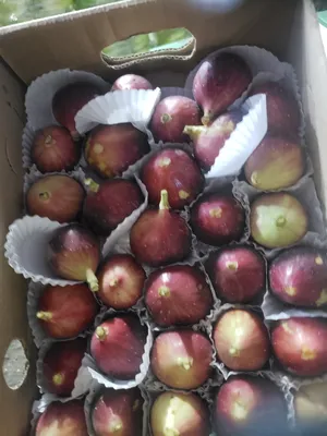 Vegetable & Fruit2