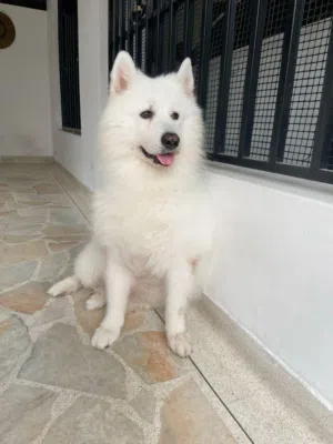 اثنى Samoyed