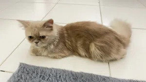 Persian cat