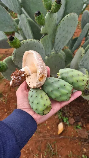 الواح صبر هجين مكفول