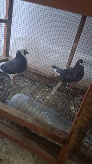 طبات وزوج برمنجهام