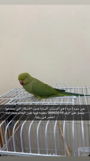 مقود متوه دره انثى في البسيتين السايه