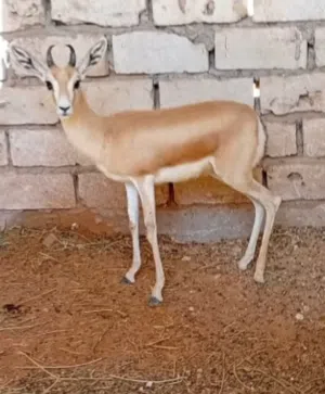 جدي غزال للليع