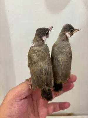 بلابل عس احجام متنوعه