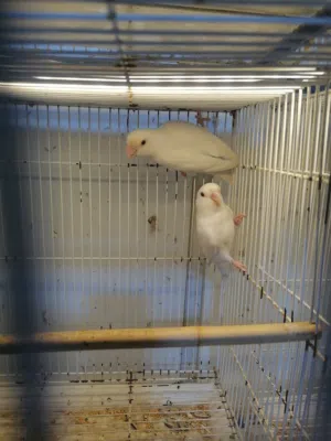 شتريد موجود غندور كوكتيل طير حب رينبو وهاجرمو اقره الوصف مهم جدا