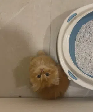 50 days Persian Kitten for sale