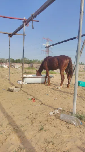 خيل عمر 5 سنوات السعر للبيع بعجمان