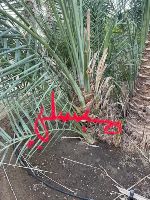 للبيع فسيلة نخلة مبسلي  Mabsali Palm Offshoot for Sale