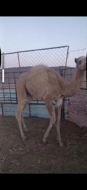 قعود للبيع