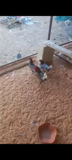 سبرايت أنيق