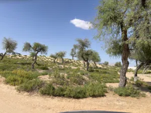 Residential Land for Sale in Al Sharqiya Jalan Bani buhassan