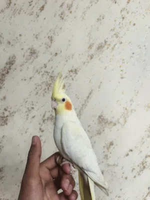 ببغاء الكوكتيل الاليف جدا لون اصفر جميل جدا يمتاز بعيونه الحمراء اقرأ الوصف للمزيد من المعلومات ....