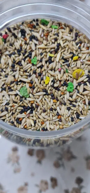 طعام كناري مع فيتامين